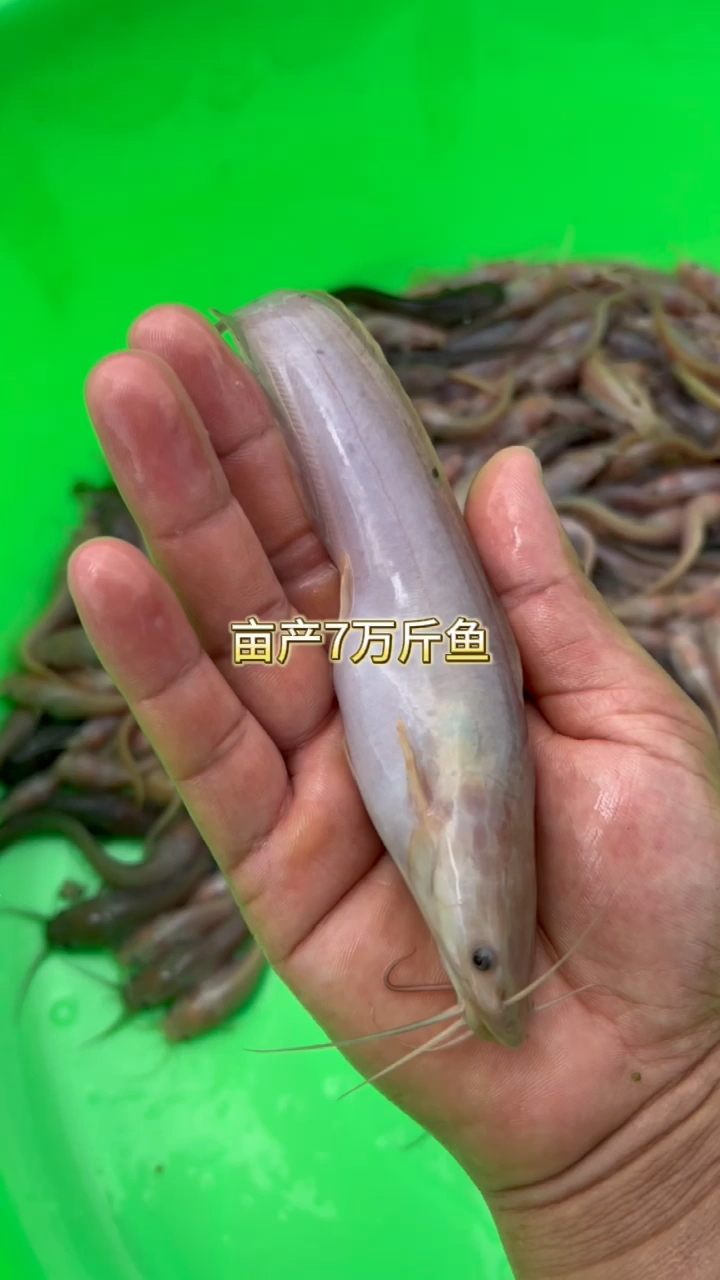 这条鱼比黄妃塘鲺好养千倍, #金沙长须魽 有水就能活,亩产可达7万斤.