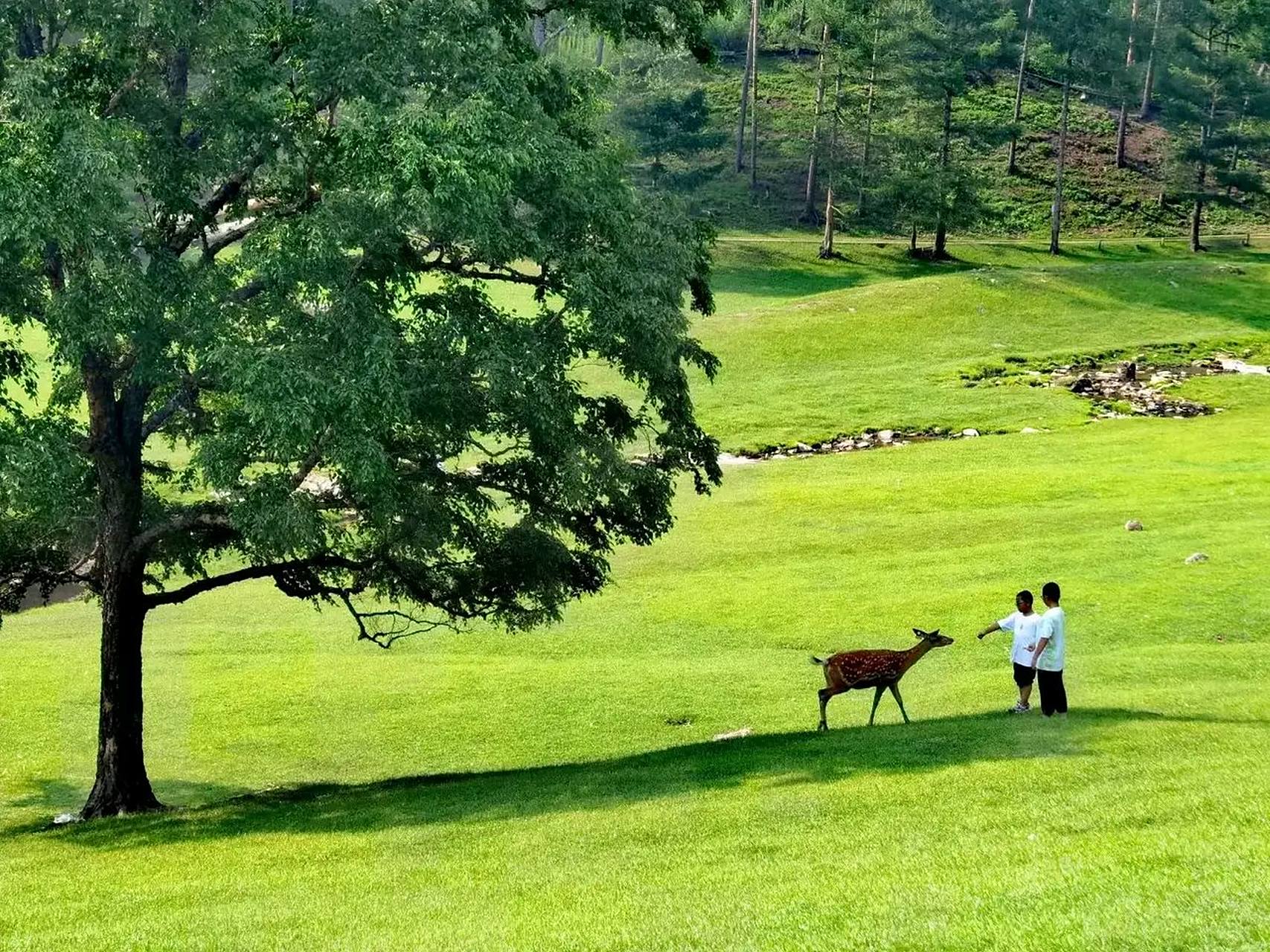 金山鹿苑被称为堪比日本奈良的中国伊春金山鹿苑,鹿苑被山环绕,景色怡