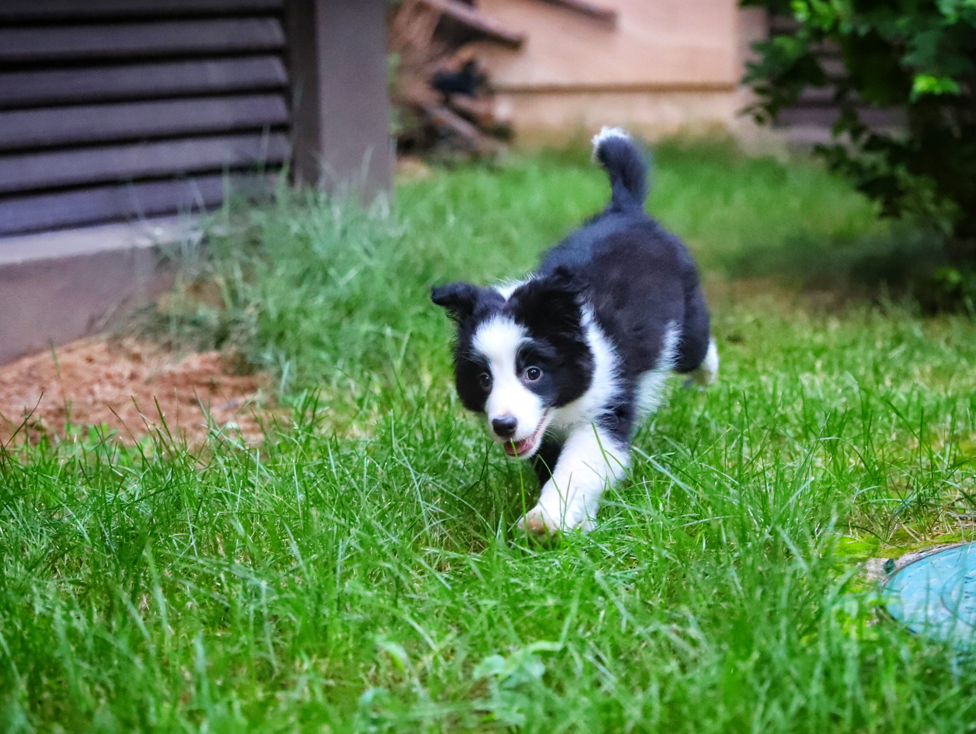 三个月大的小边牧