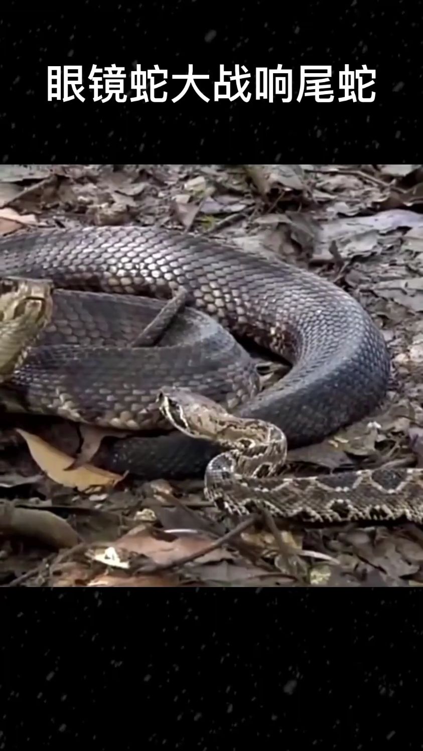 眼镜王蛇大战响尾蛇,两条剧毒的毒蛇谁更毒呢?-度小视