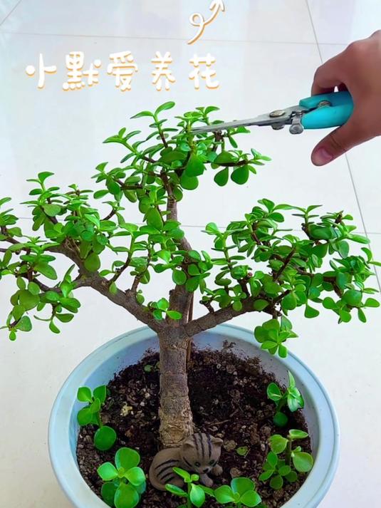 致敬热爱生活的你金枝玉叶修剪