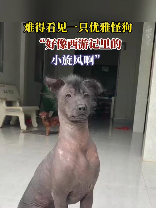 难得看见一只优雅怪狗,"好像西游记里的,小旋风啊"