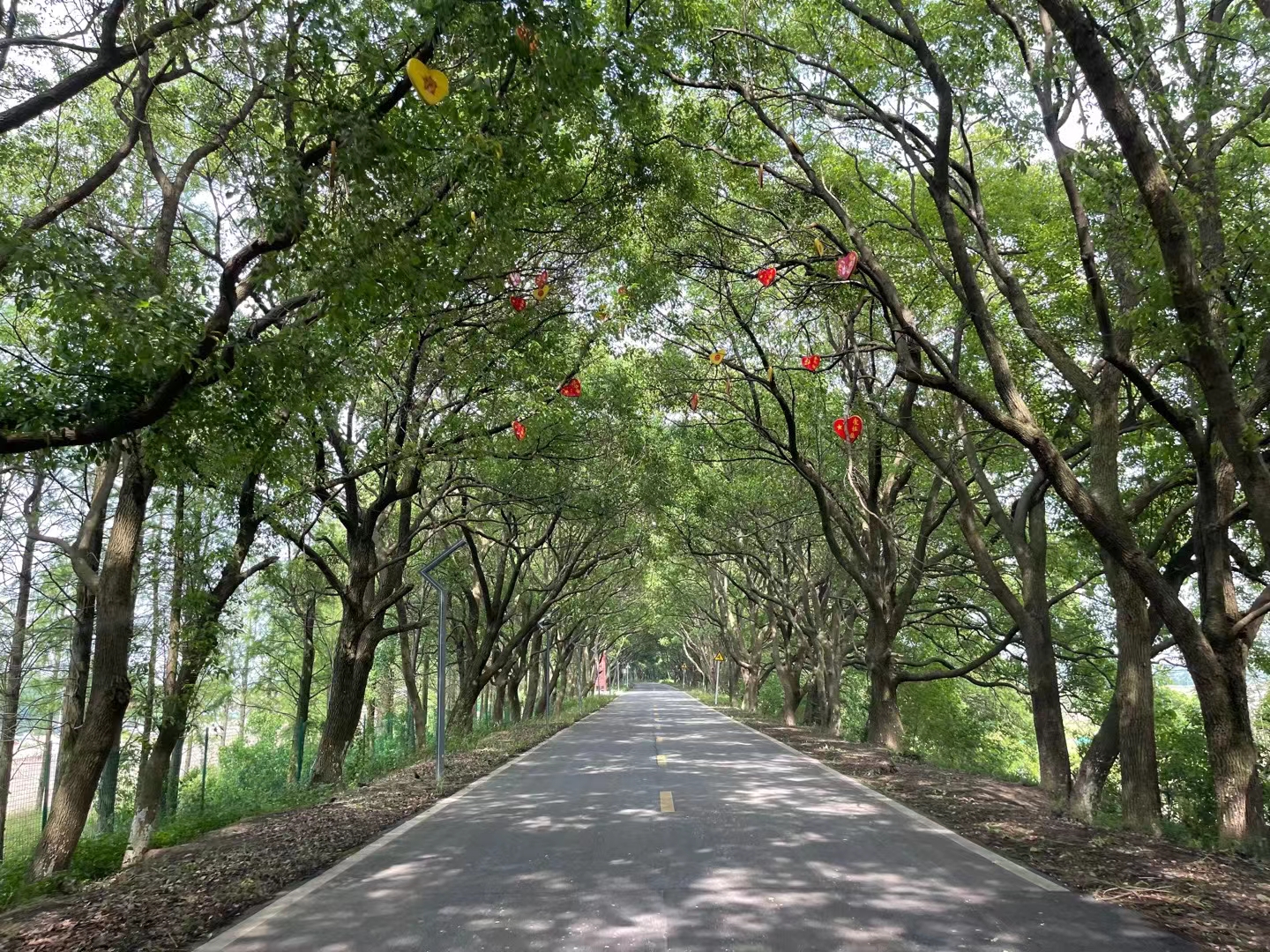南昌五星垦殖场,浩渺鄱湖,乡村田园,生态旅游,适合休闲旅游