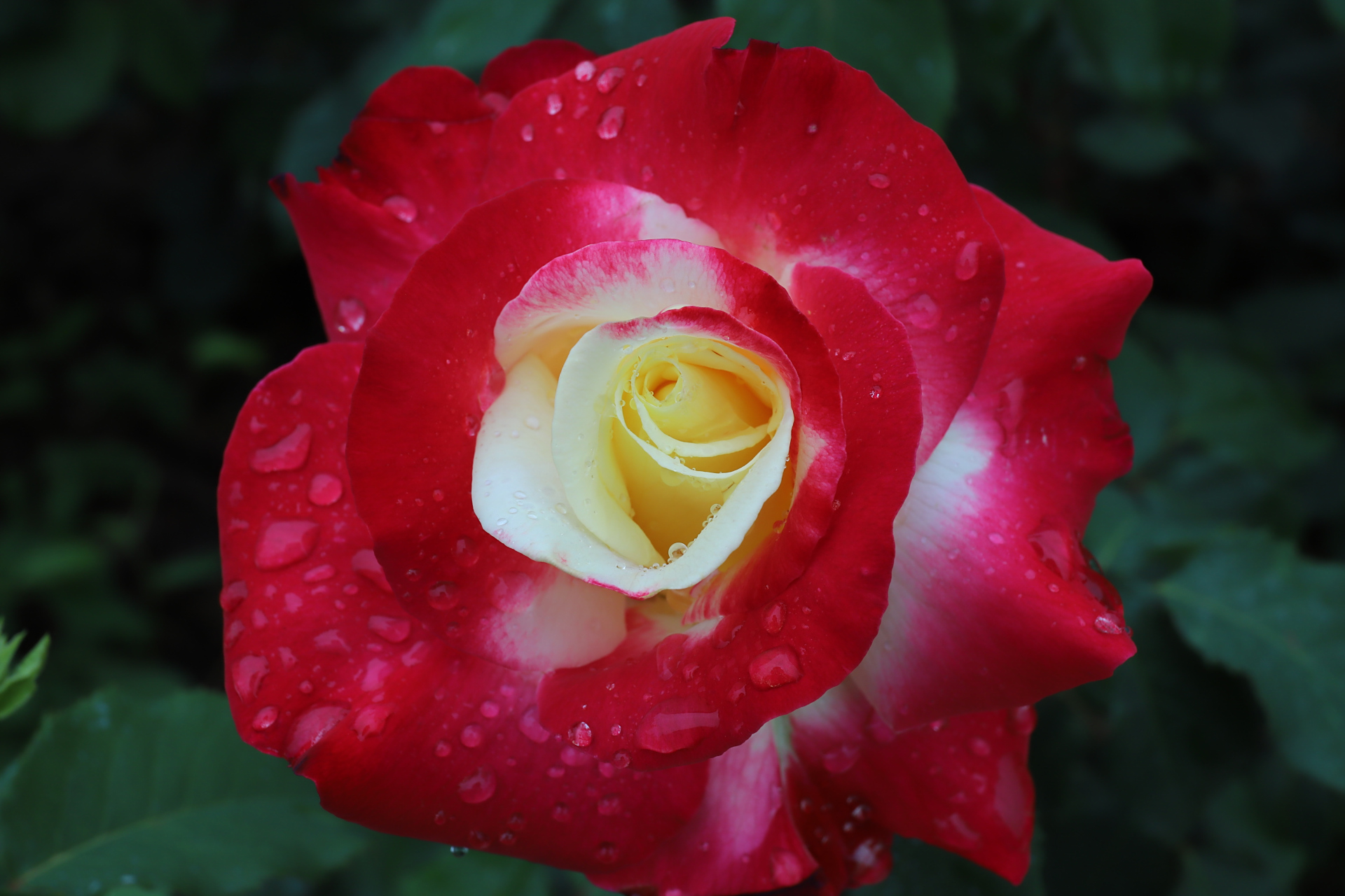 著名的香水月季——红双喜玫瑰  昨天我又去了玫瑰园.