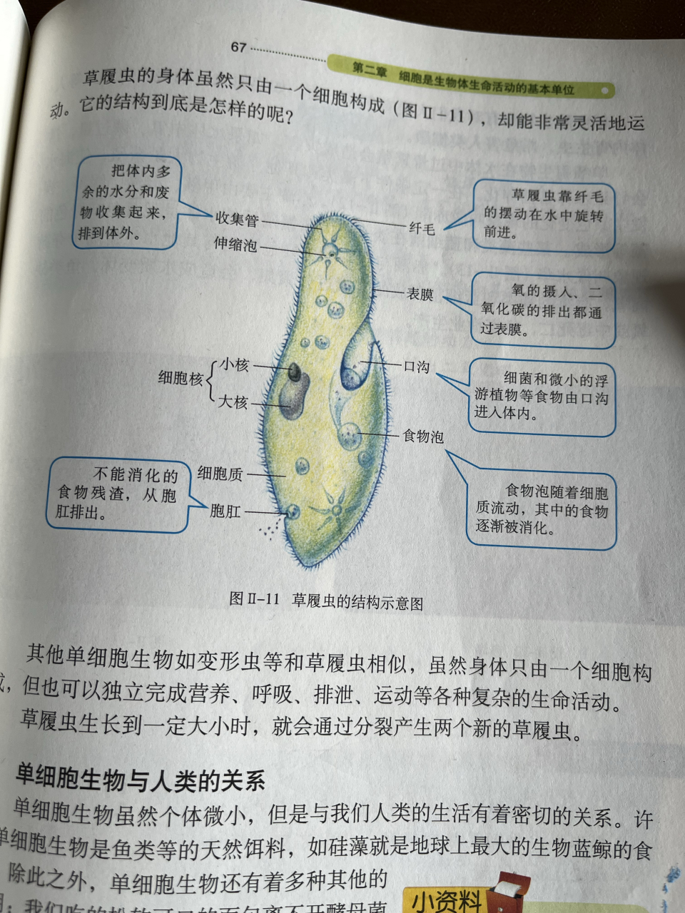 草履虫生活史模型图片