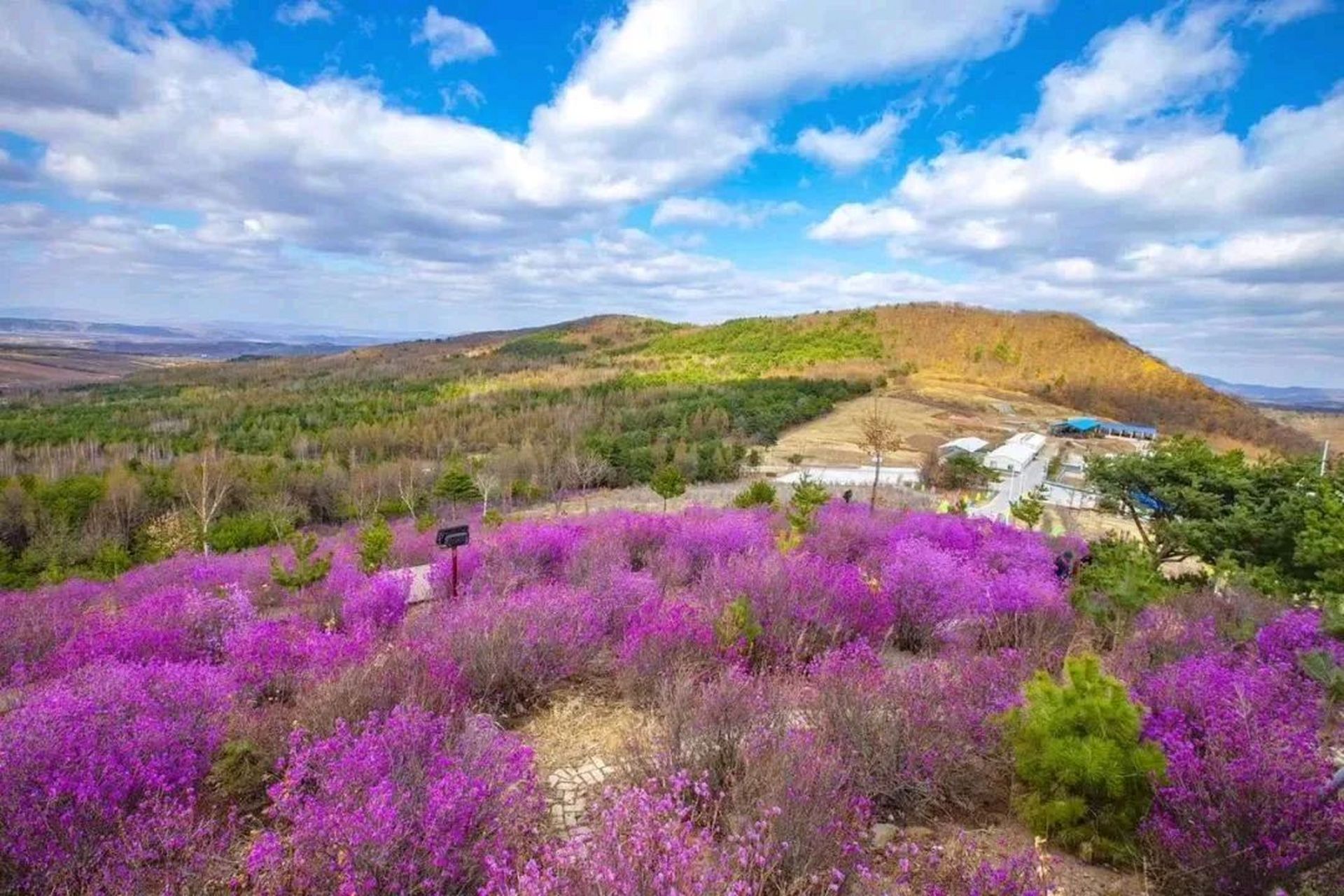 它是延边州的州花,也是延吉市的市花,延边人对金达莱情有独钟.