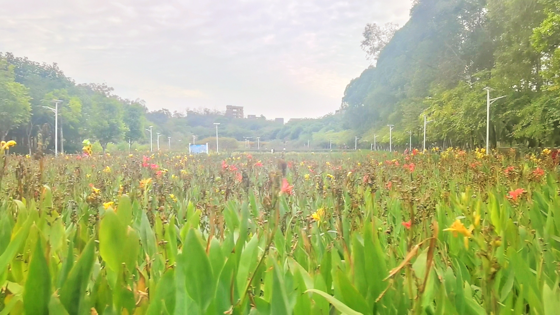 东莞厚街凤山公园农耕观赏园,来晚啦剩些花,拍照将就吧