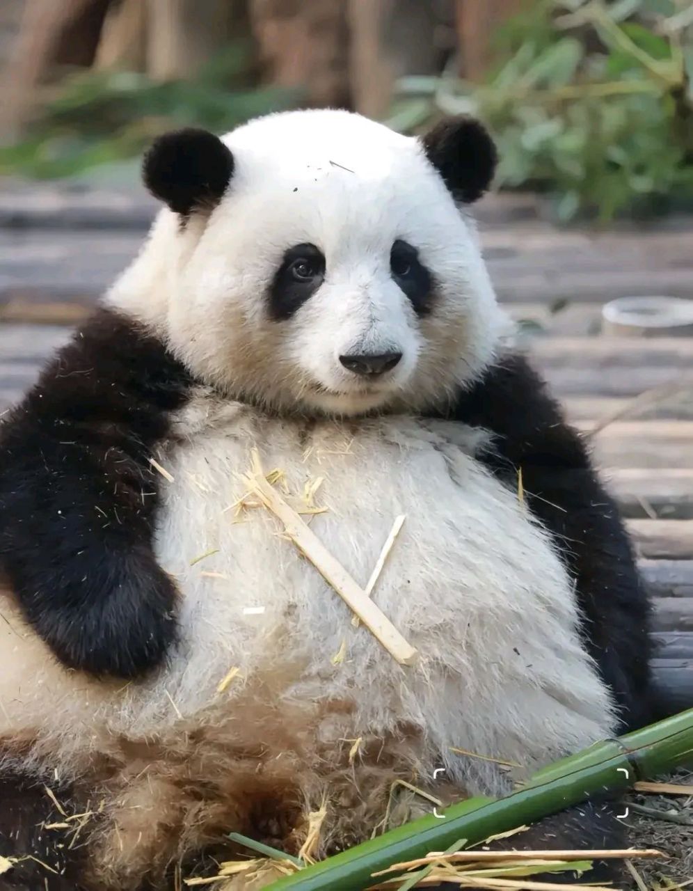 熊猫的外形特点图片