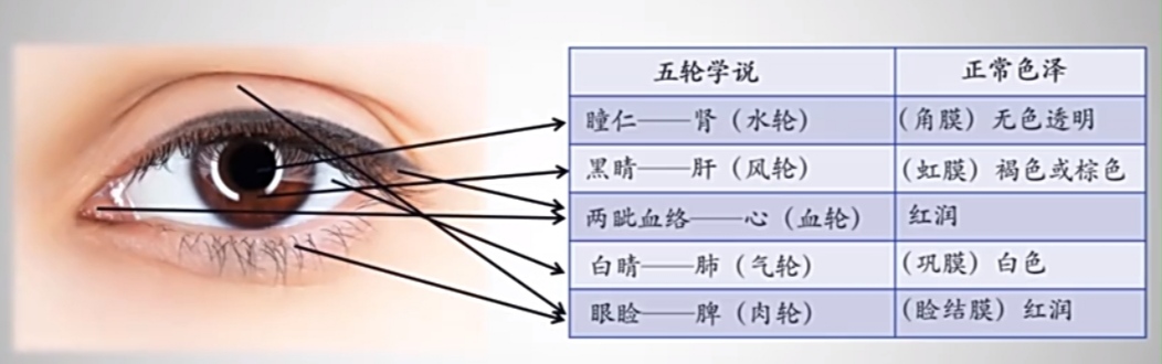 五伦图的介绍图片