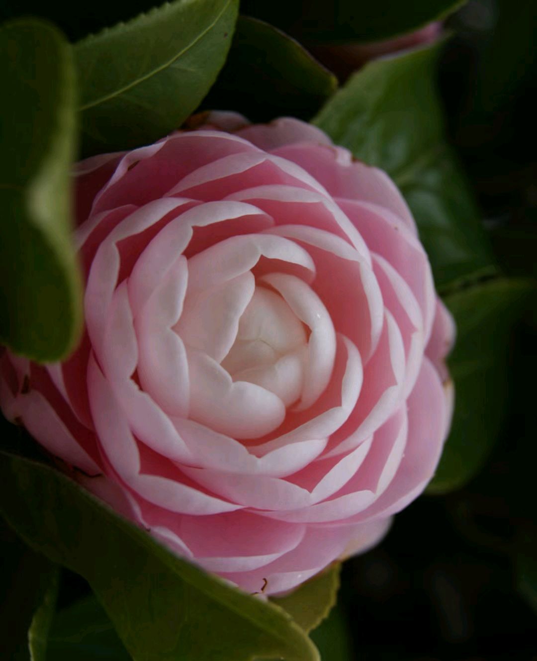 我似乎明白了为什么有那么多人喜欢上茶花了,粉粉嫩嫩的,又有多少人能