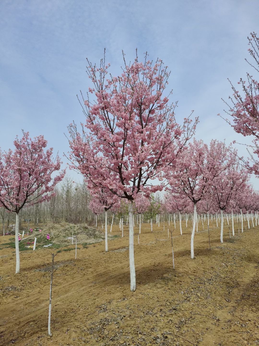 樱花价格—日本晚樱价格—日本早樱价格—染井吉野樱价格—樱花