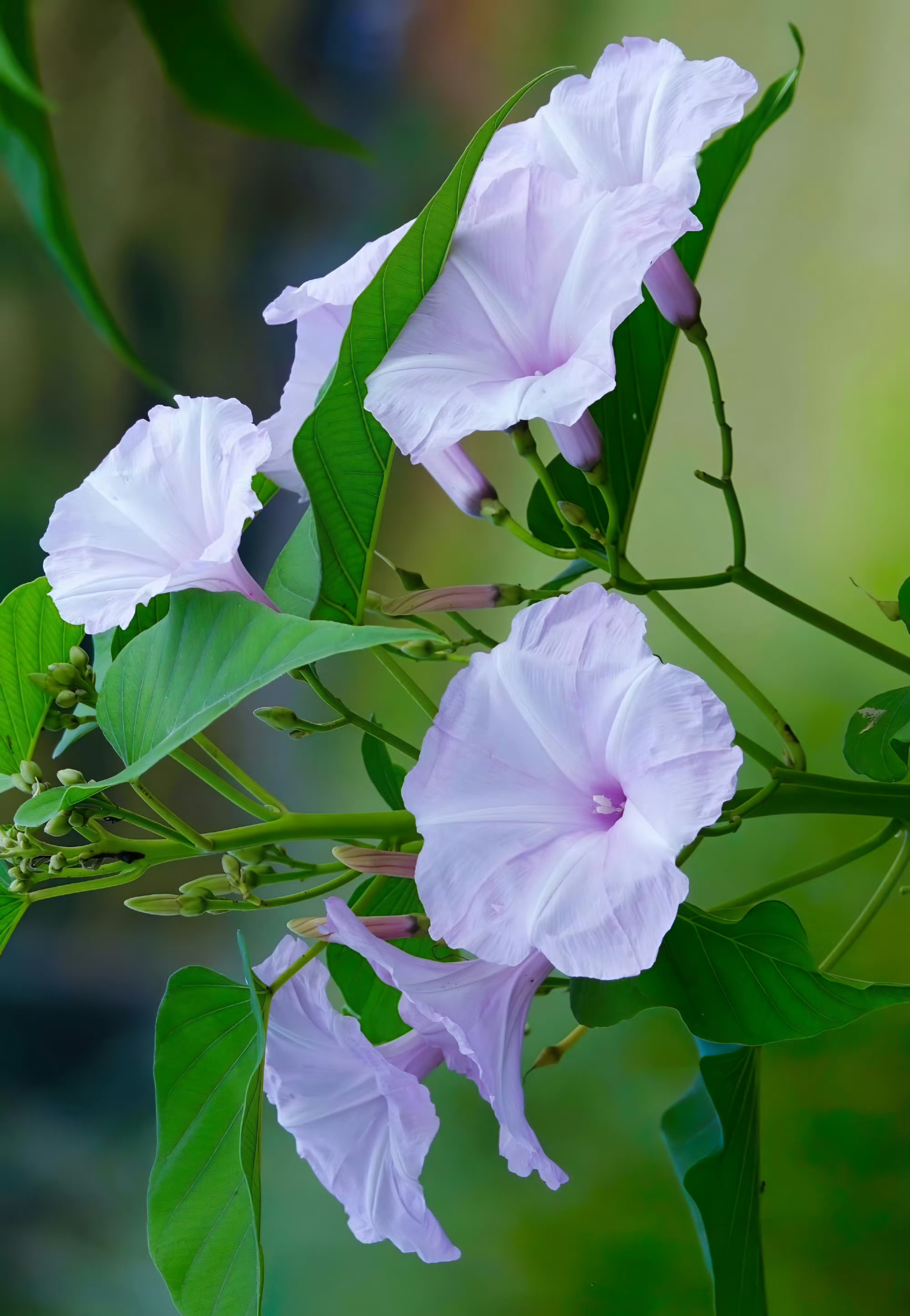 树牵牛,灌木,花姿清雅,花期长,为园林绿化不可多得的优良树种