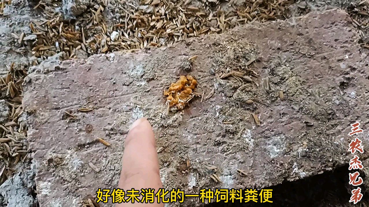 小鸡出现饲料过料粪便、拉稀,喂点这些,第二天就恢复了
