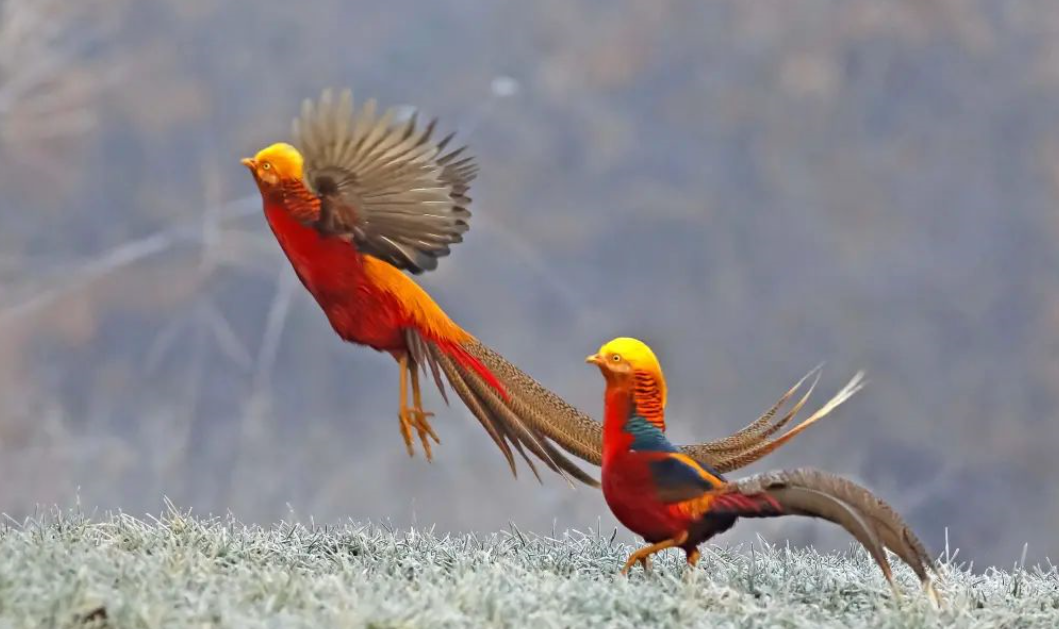 中原最大散养东北虎穴,还能看国宝大熊猫,就在河南境内