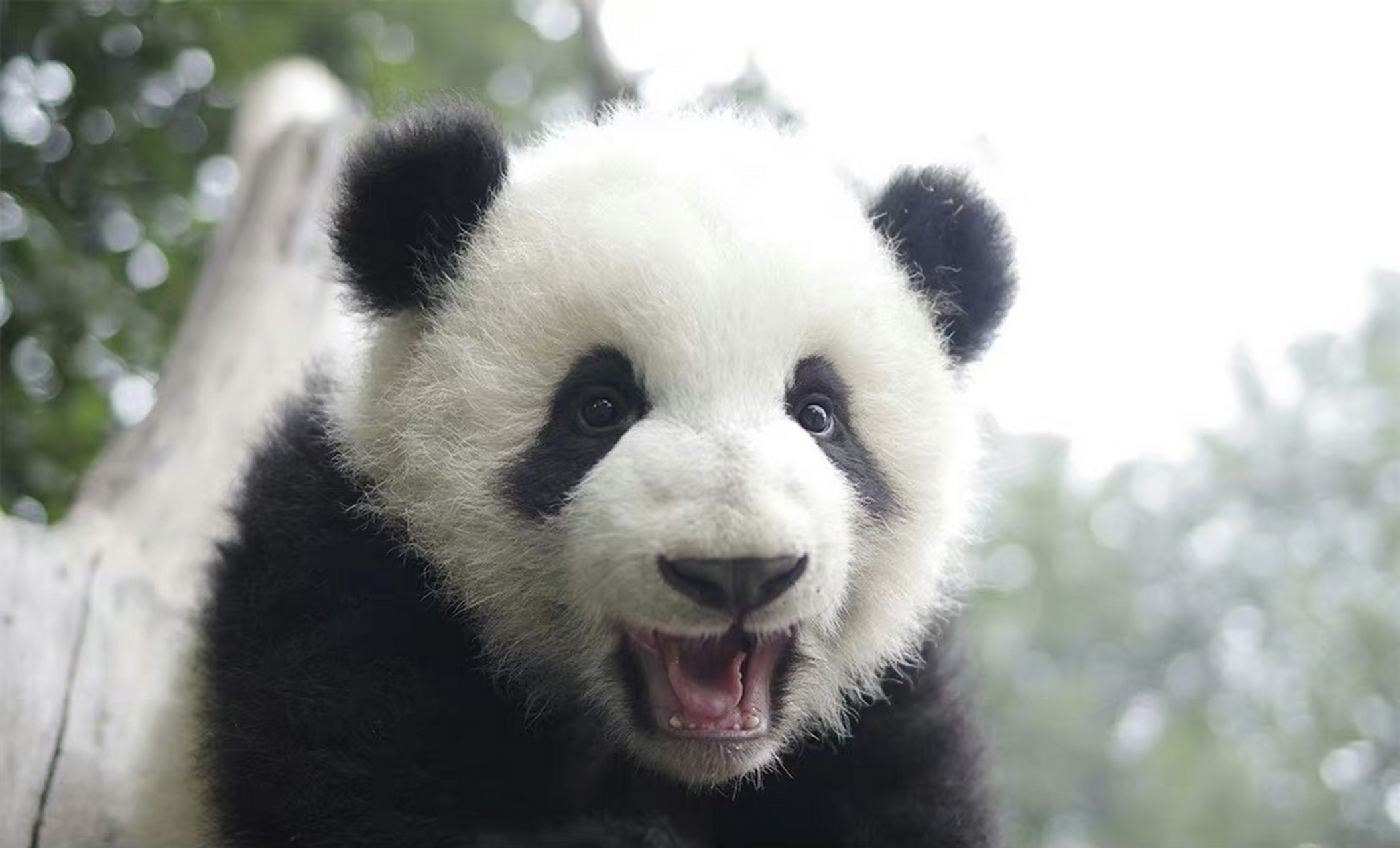 2015年7月4日出生于成都大熊猫繁殖基地.小名么么儿,外号胖娃儿.