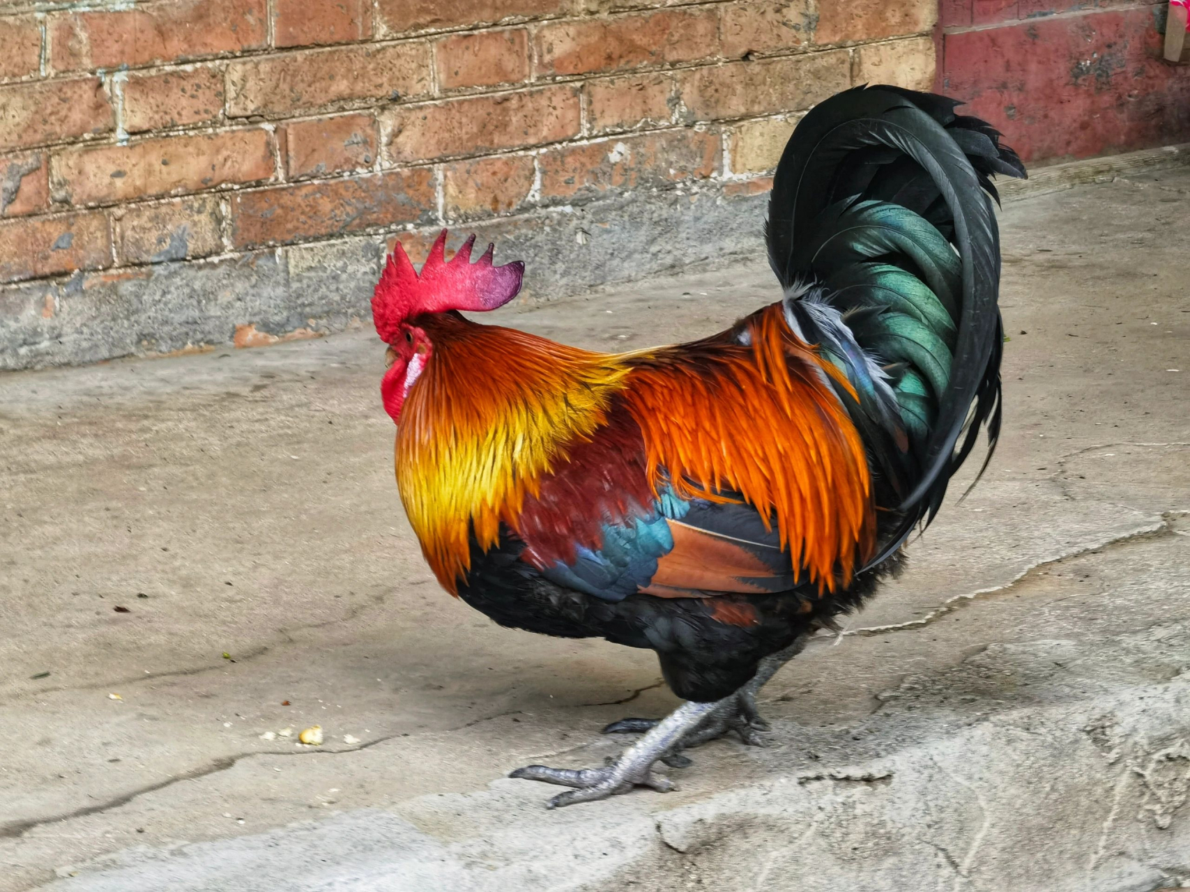 威武雄壮的大公鸡,就像年画里一样,见者好运!