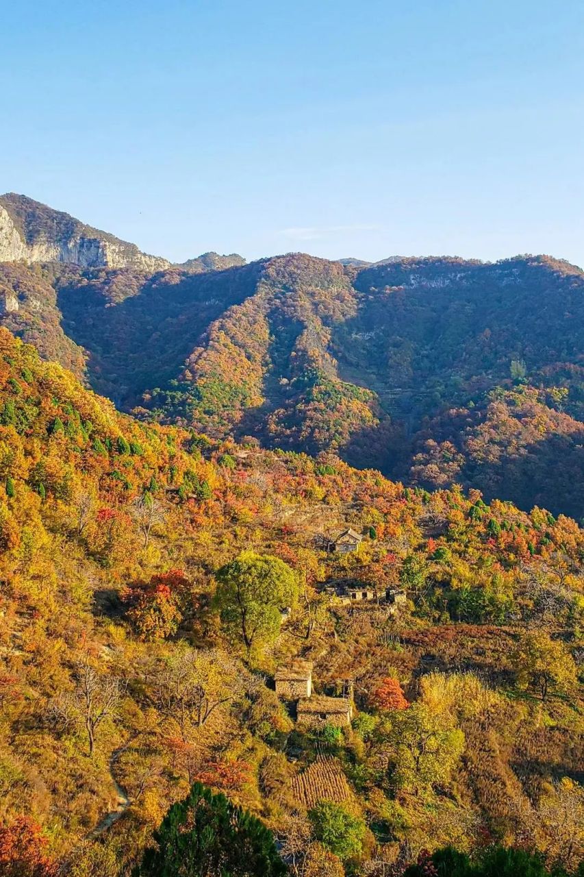 秋日环游指南# 河南卢氏县玉皇山国家森林公园内,枫叶似火,杉树染金