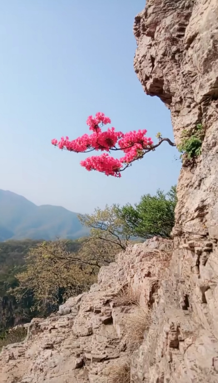 这棵花树真顽强,在峭壁上生长,而且开出了美丽的花朵,也引来了蝴蝶!