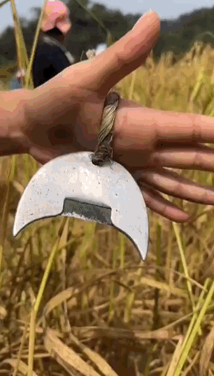 这个可不是作秀,这是一种手镰,用于少量特殊作物的精准收割