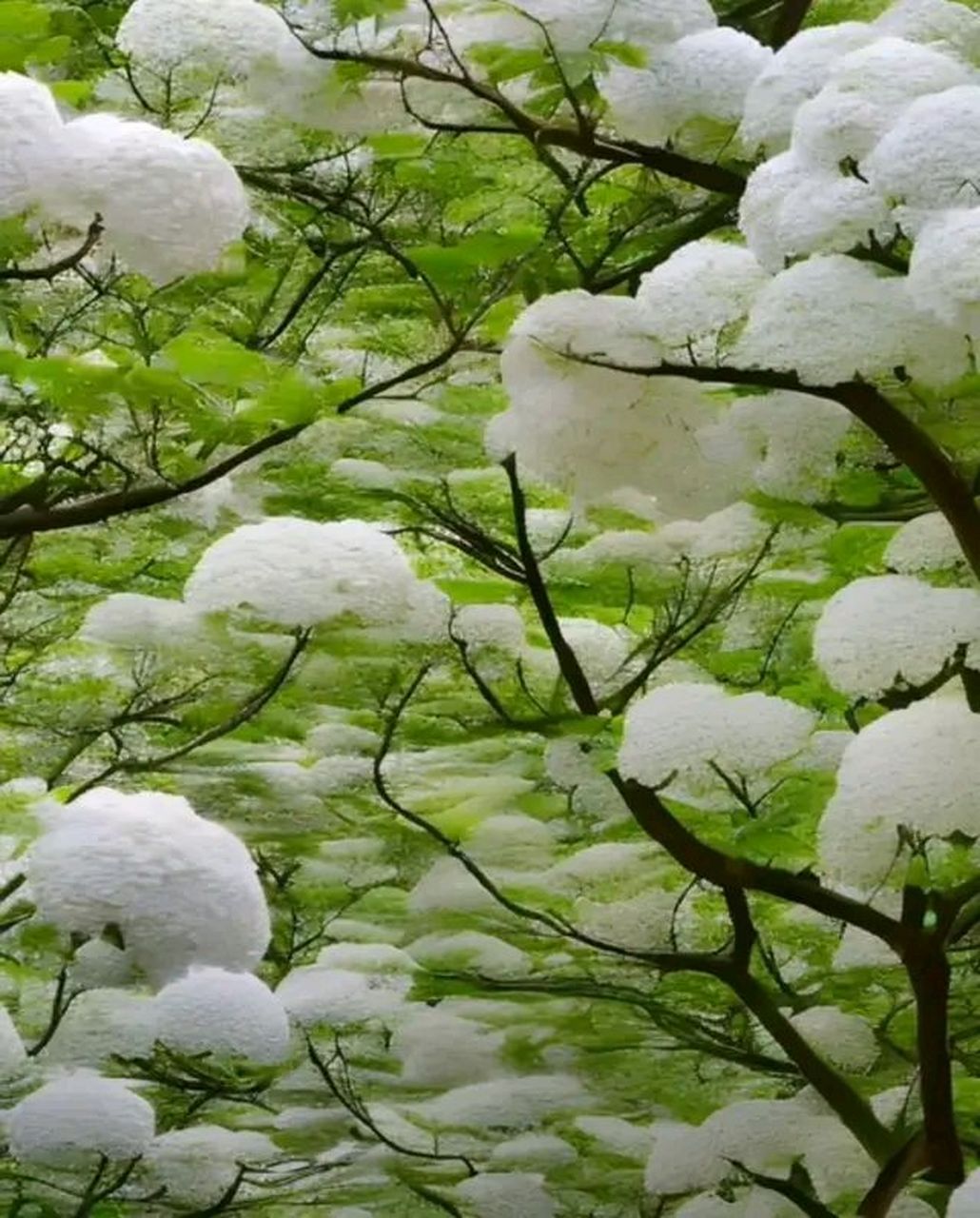 四月雪树图片图片