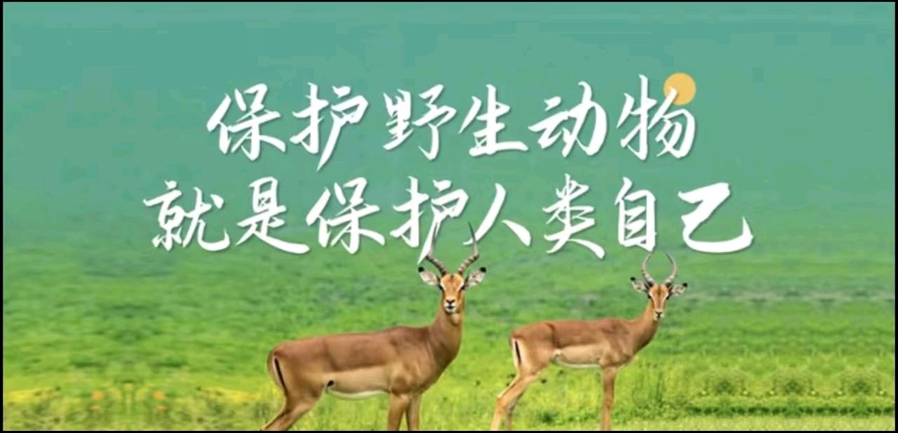 網紅大雁被踢中要害不幸離世