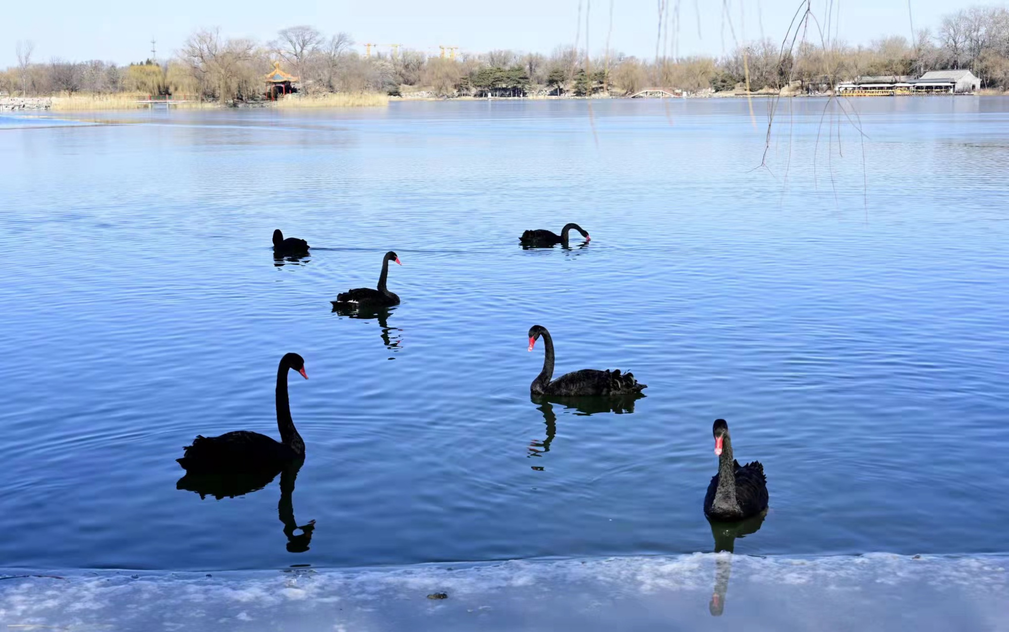 一到冬天圆明园福海就成了天鹅湖