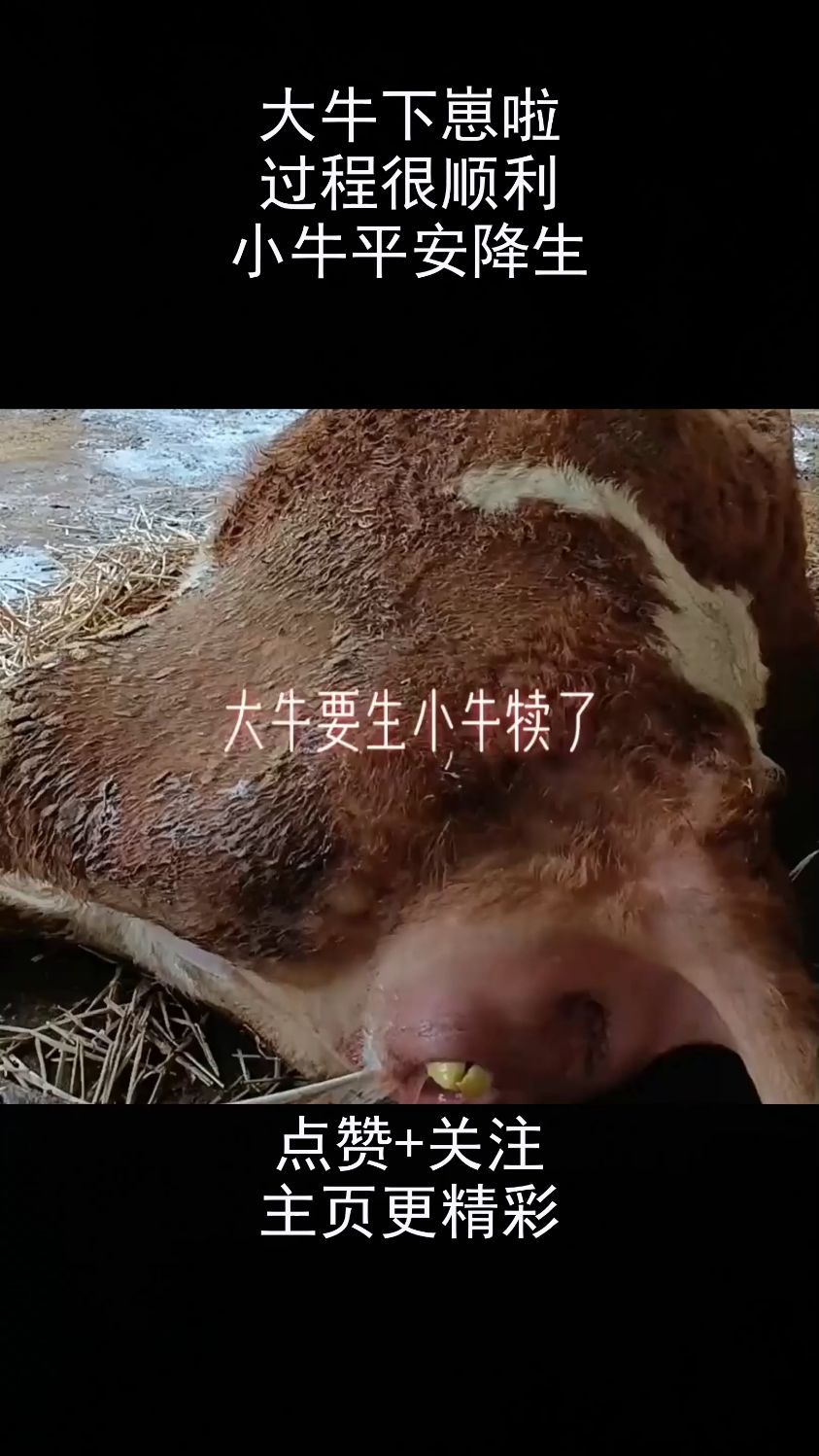 大牛下崽啦,过程很顺利,小牛平安降生!