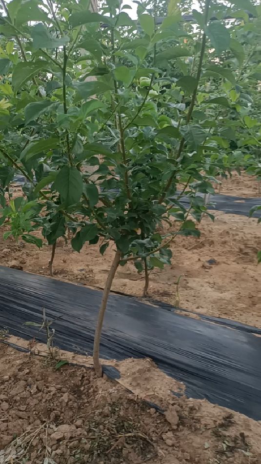 味帝李子苗,口感脆甜,青皮红肉,美国杏李系列