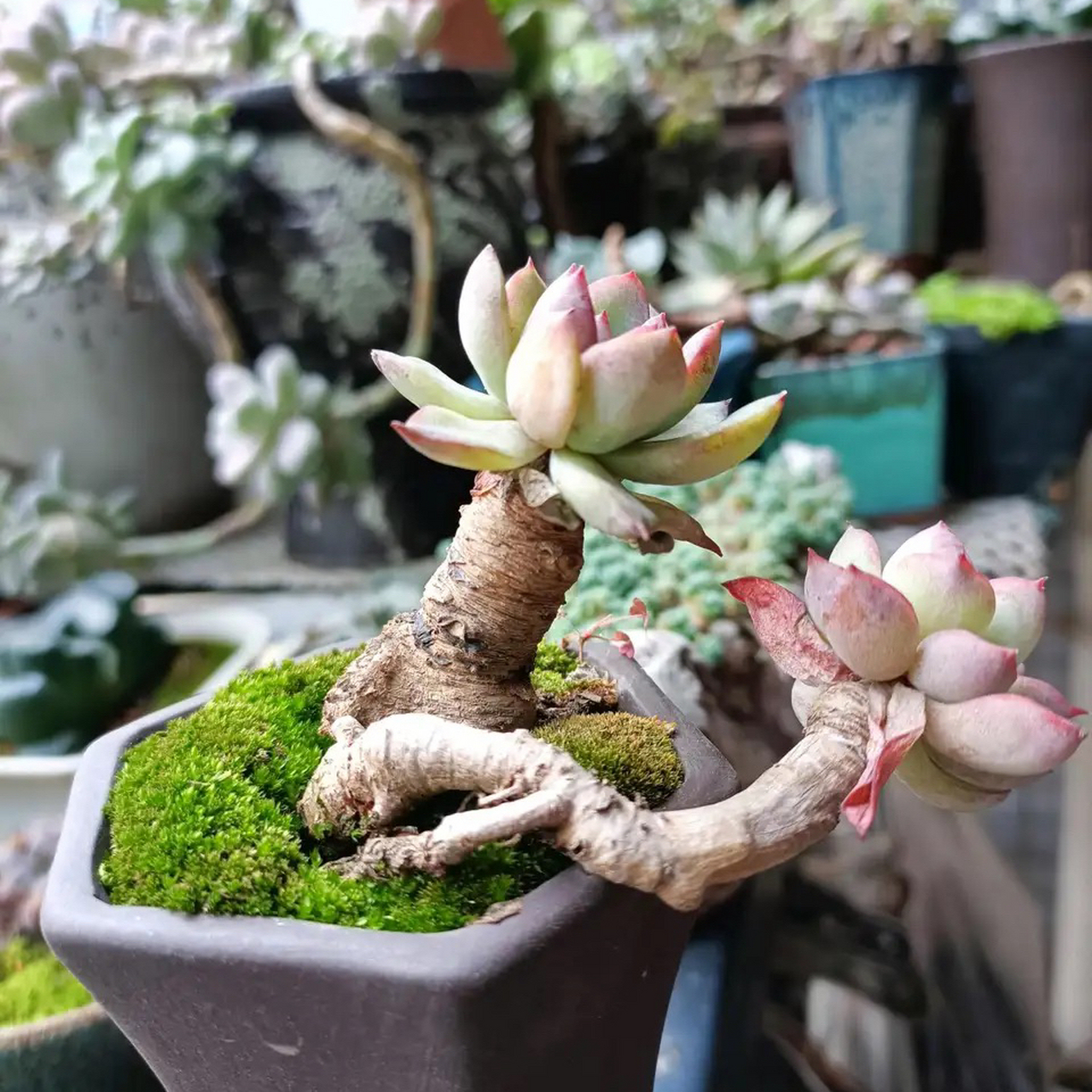 粉荷花老桩,时间的魅力