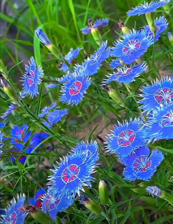 中国本土的花——石竹花