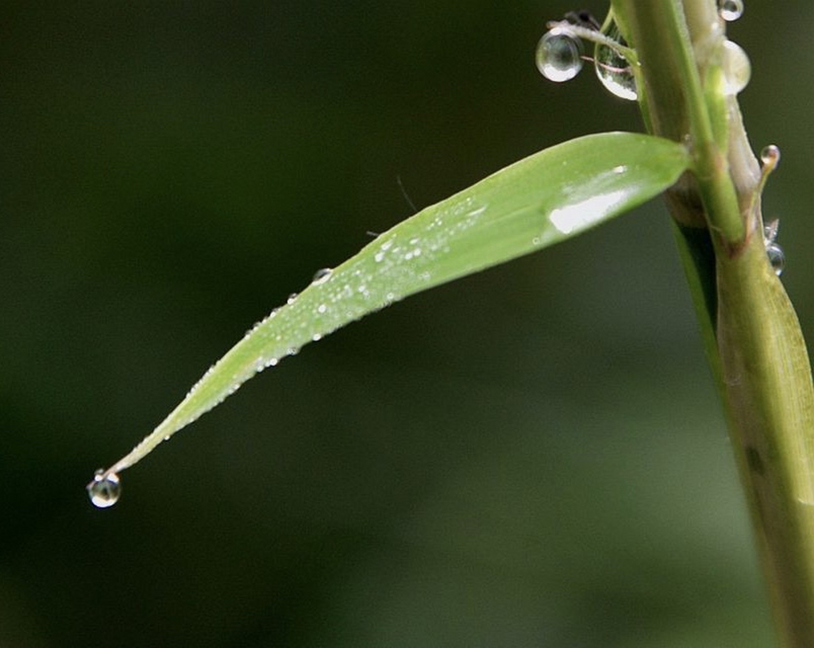 (白,叠,均古为仄声) 3.续诗:竹露