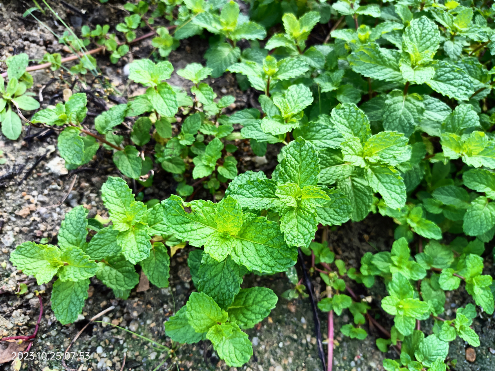 香花菜与薄荷的图片图片