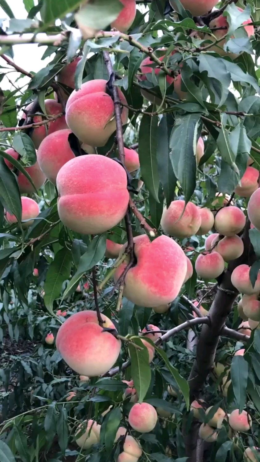 桃园里桃子熟了自家基地繁育各品种桃树苗基地直销