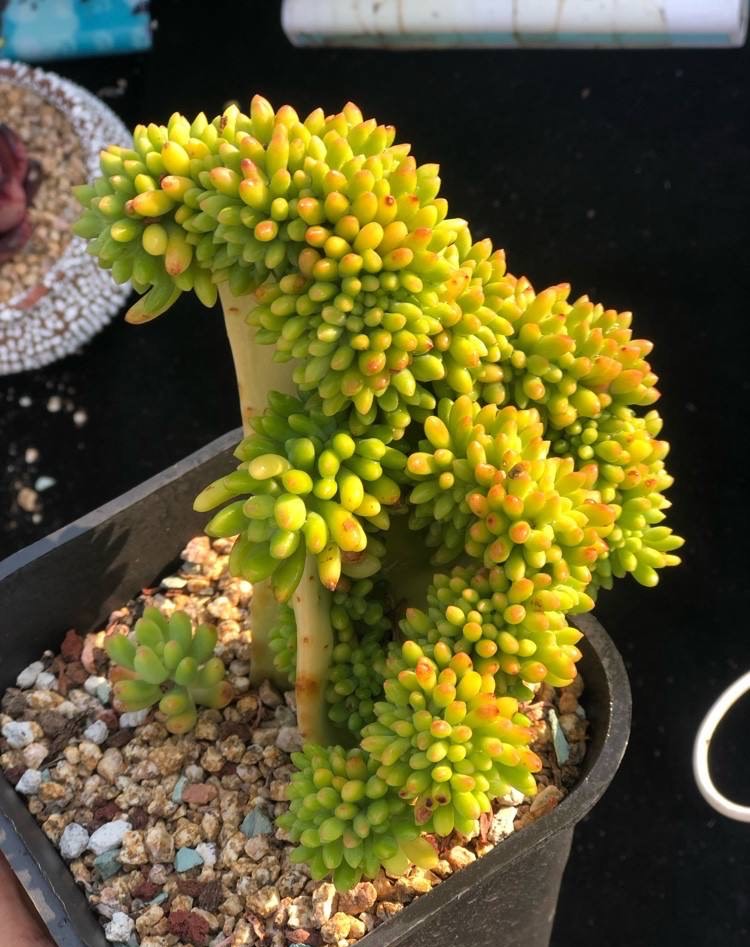 一种多肉"长得很快",半年长满盆,颜色变红,越来越美