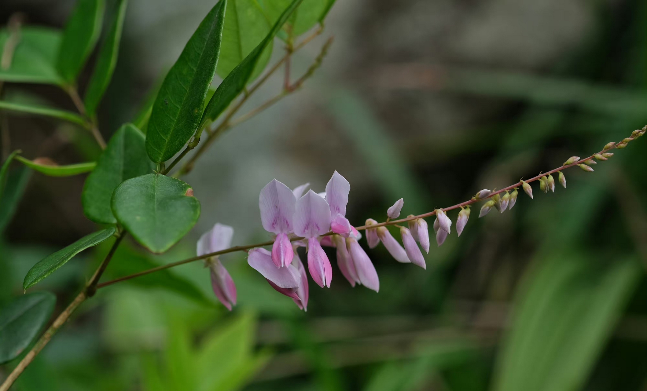 庭藤 豆科木蓝属你好植物.