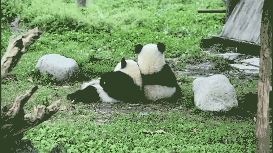 两只熊猫背影图片