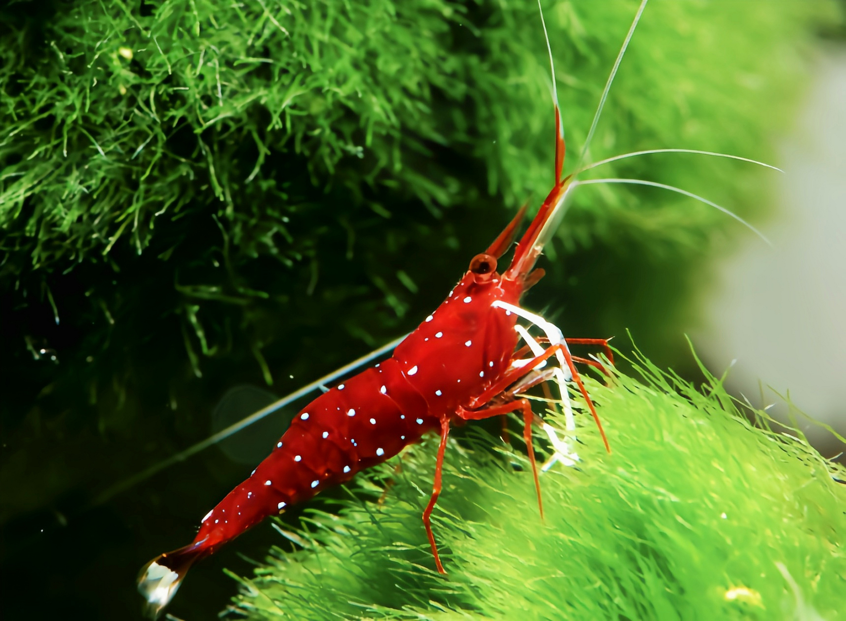 每天认识一种动物——白袜虾 白袜虾别名丹纳氏米虾,苏拉威西漫天星虾