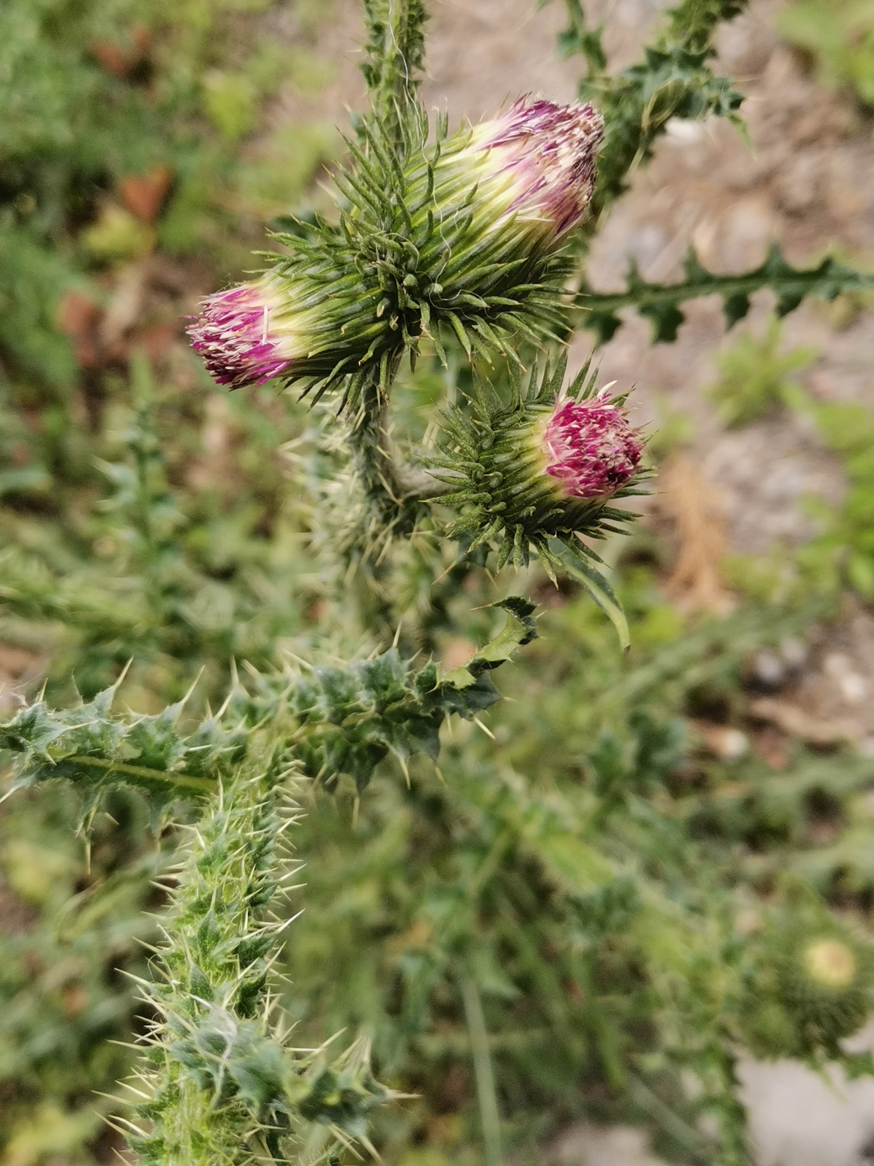 浑身长刺的飞廉,有什么不为人知的秘密