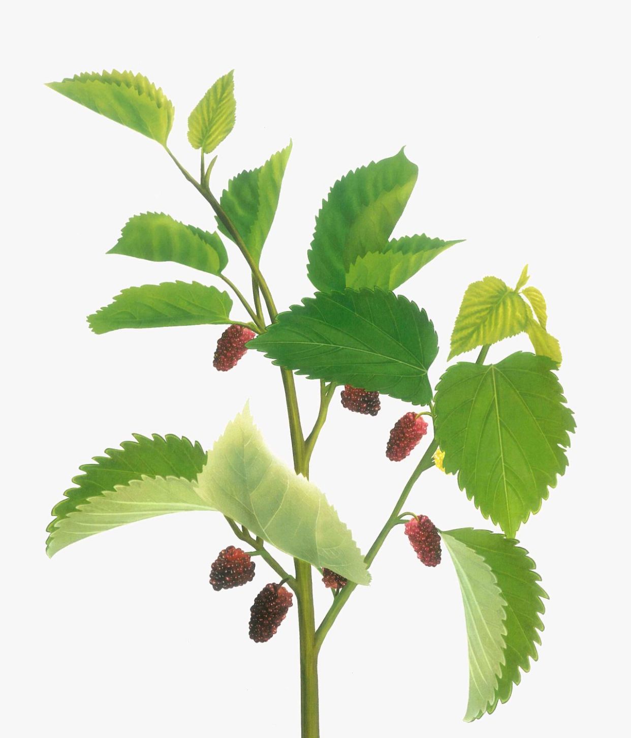 中药古今研究:桑枝