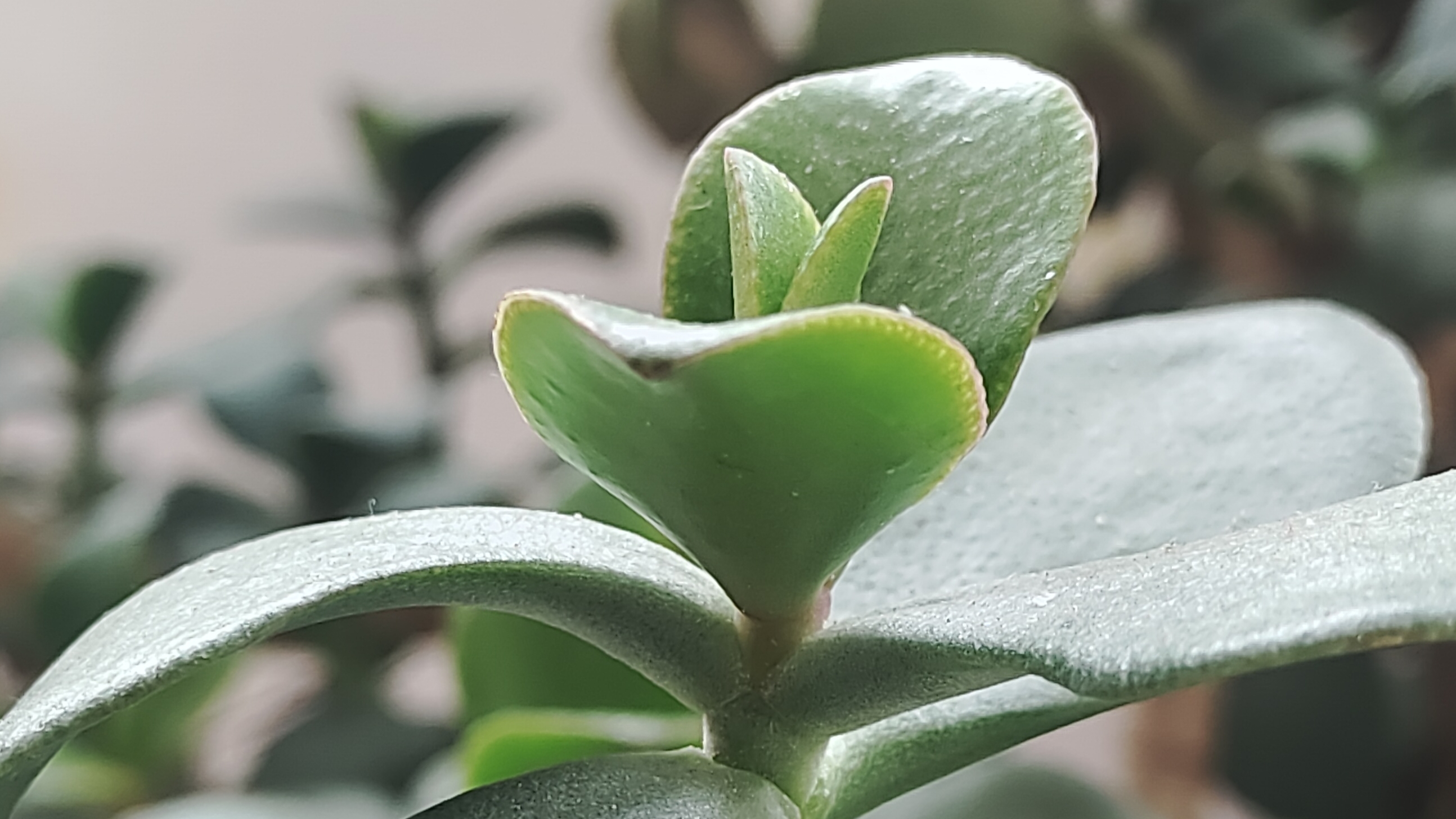 我家有一种植物叶玉树