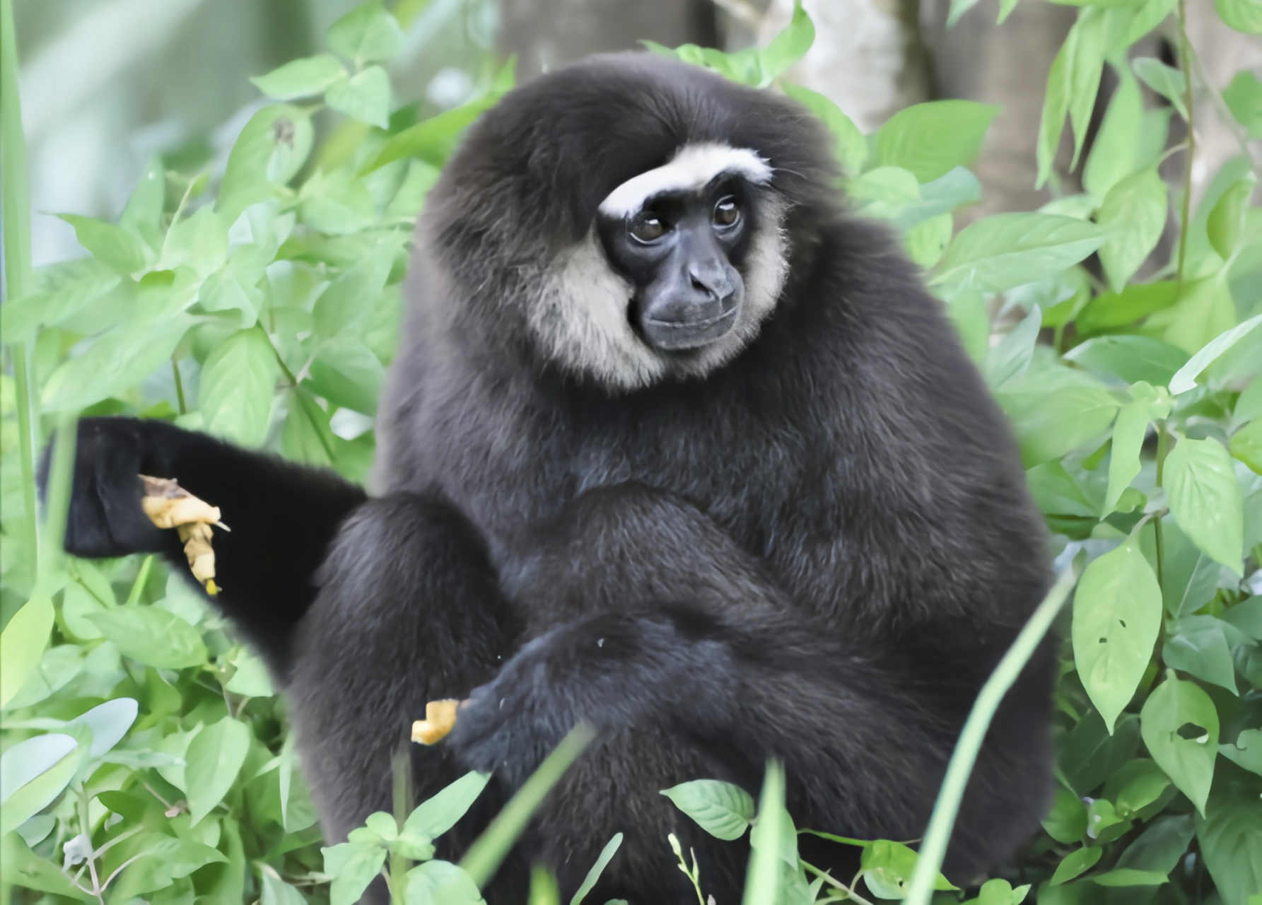 每天认识一种动物——黑掌长臂猿 黑掌长臂猿 别名敏捷长臂猿,生活于