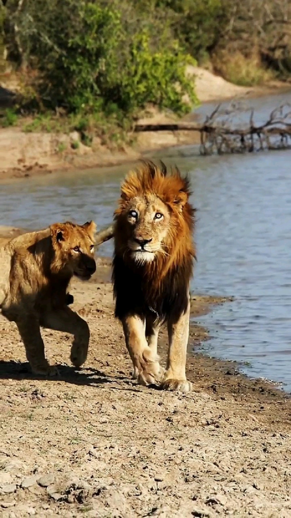 河边饮水的雄狮父子