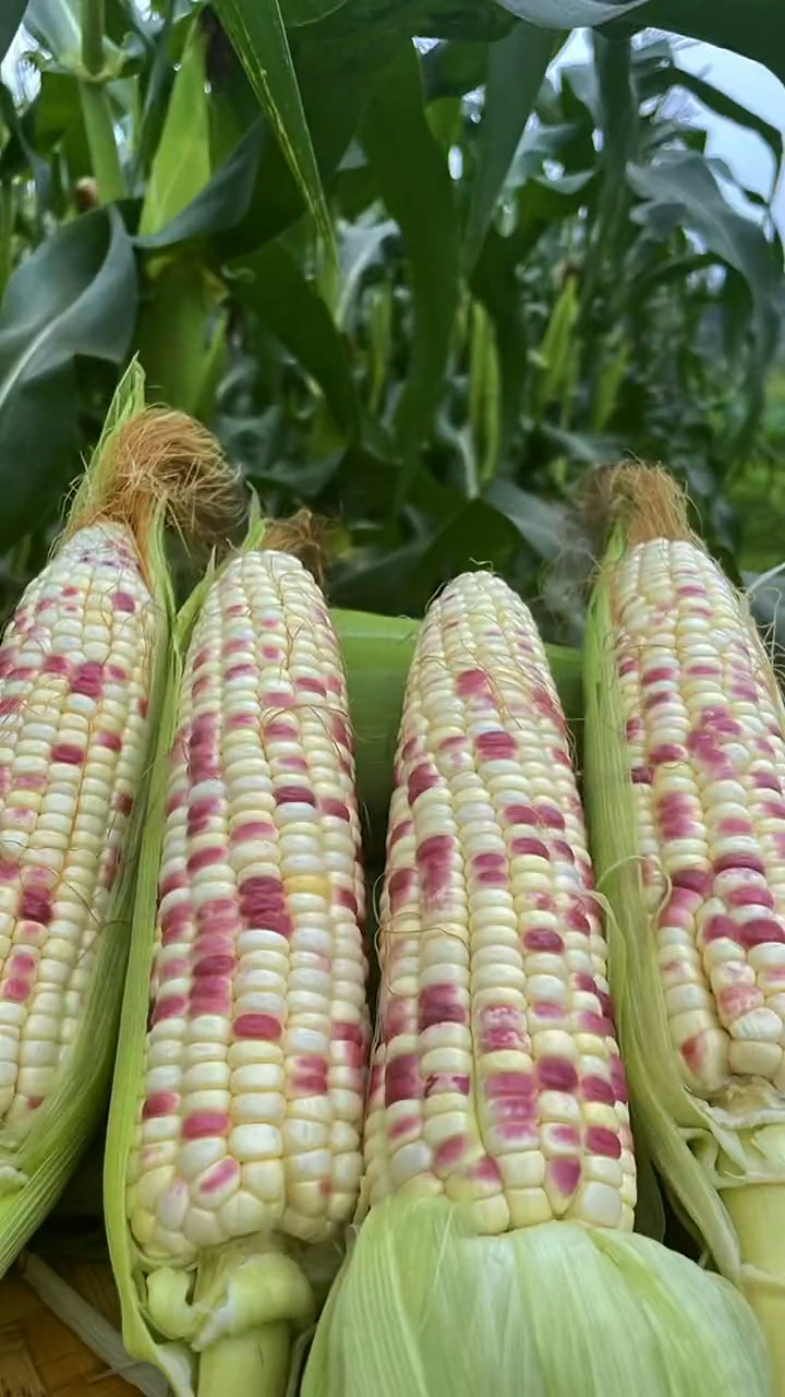 转基因农产品广西花糯玉米,软糯香甜小时侯的味道.-度小视
