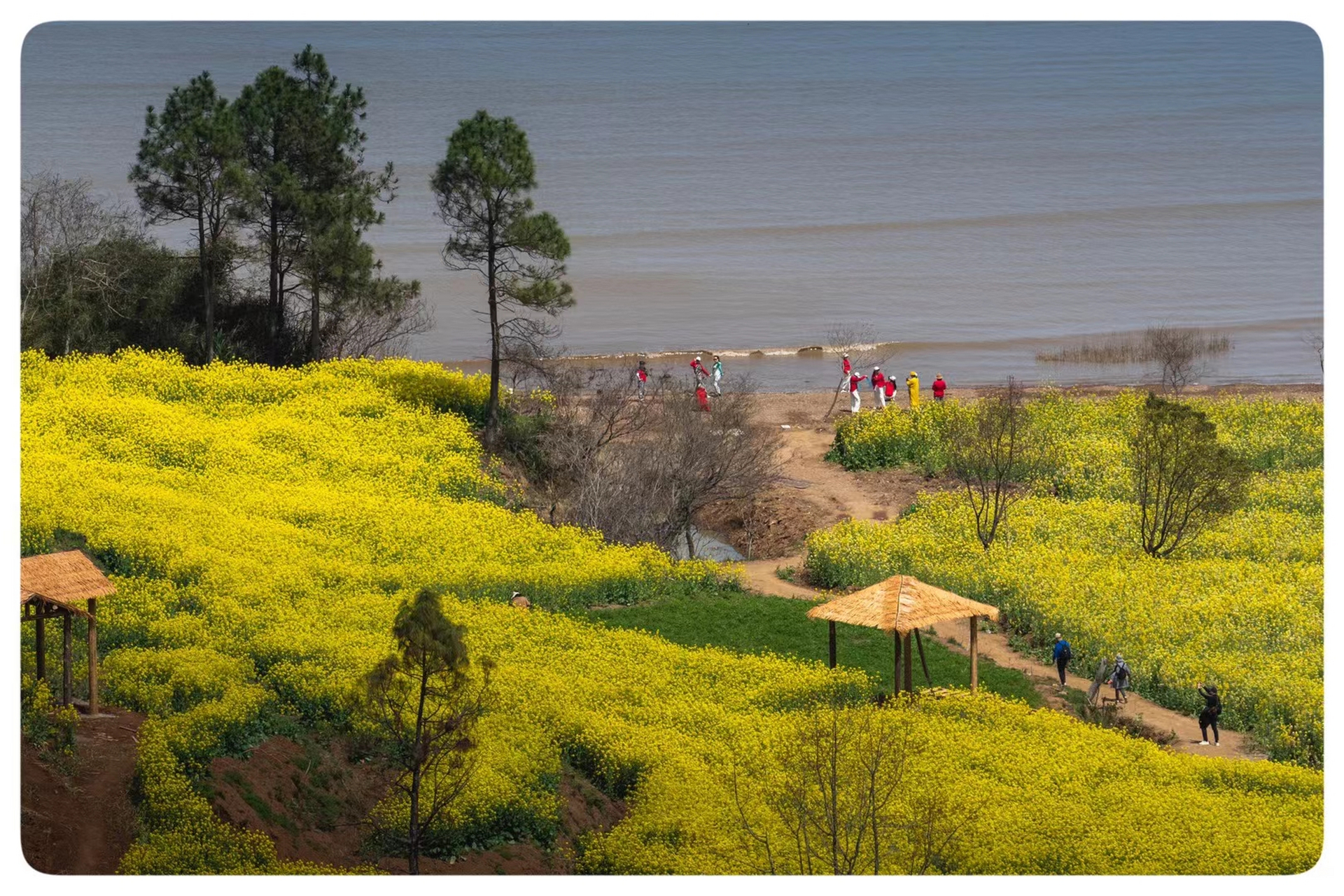 象山油菜花基地图片