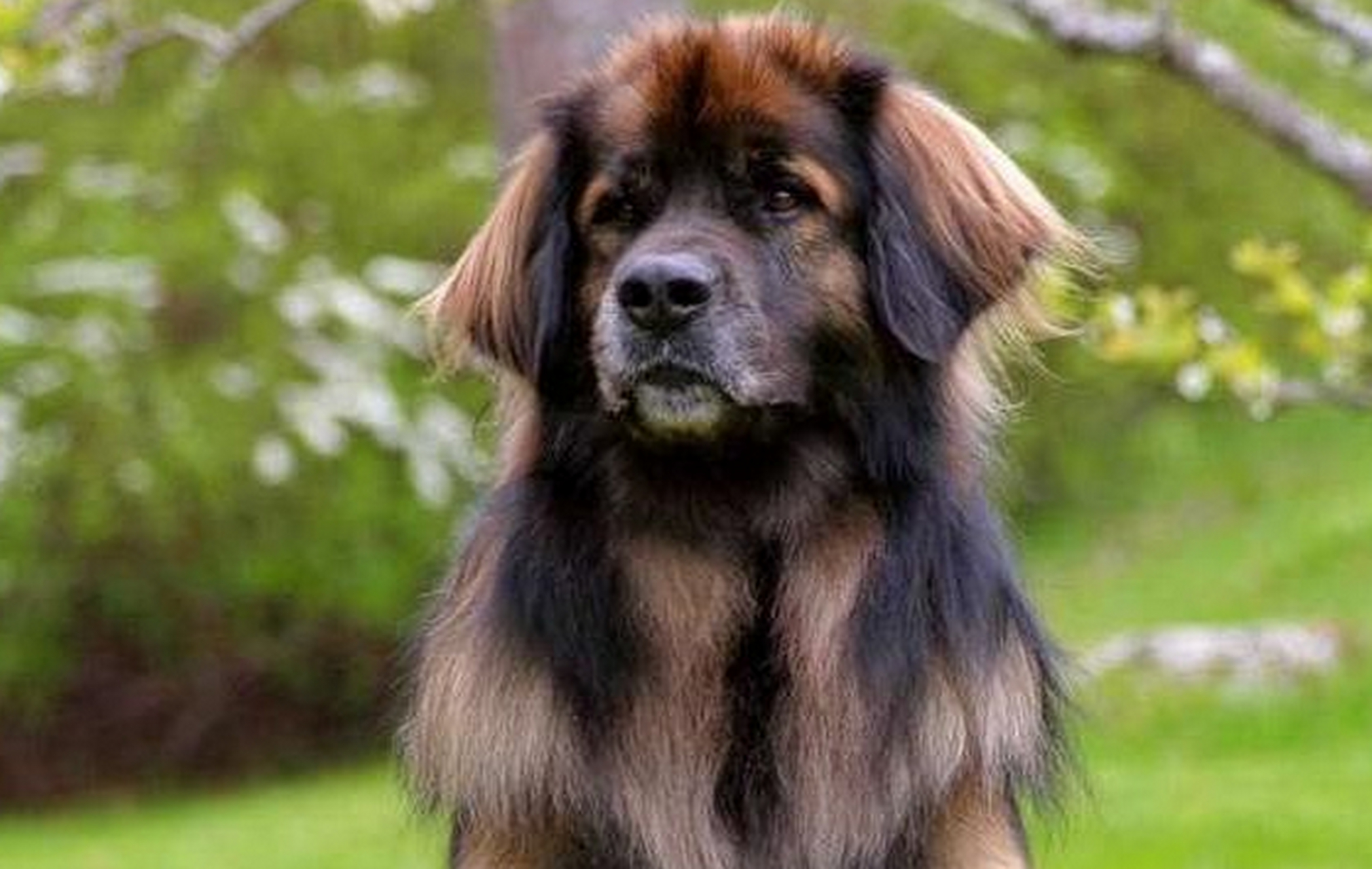 兰波格犬,体型高大,肌肉结实,强壮有力,威武雄壮.