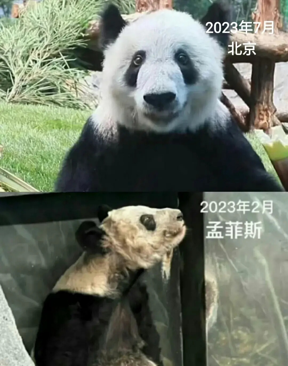 丫丫回国前后对比,原来开心是会写在脸上的!