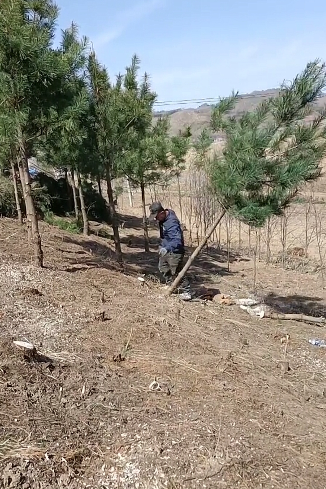看到一村民发圈说村里开始退林还耕了自家有几亩