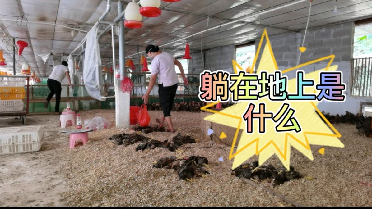 养殖户7500个鸡阉了差不多一半就停刀了,为啥了呢,阉鸡师傅真难