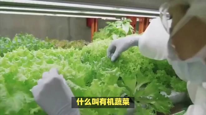 什么叫有机蔬菜?