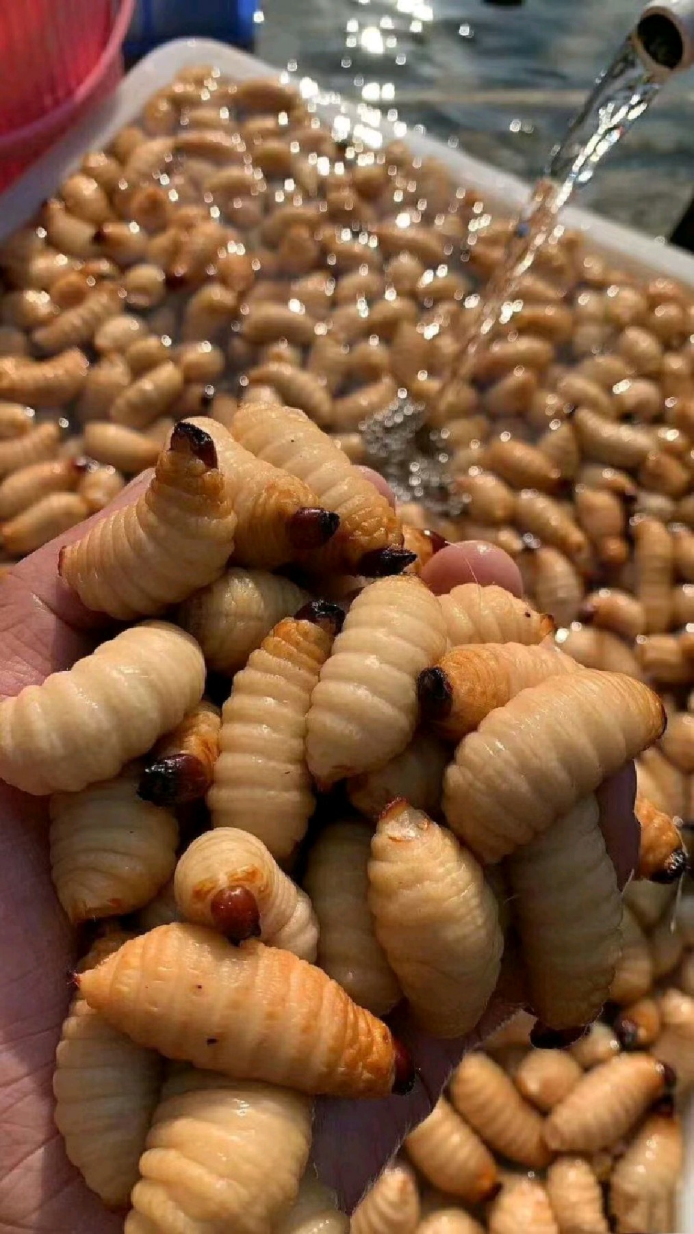 竹虫养殖技术竹笋虫养殖技术分享竹虫种苗